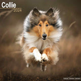 Collie Calendar 2024 by Avonside