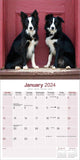 Border Collie Calendar 2024 by Avonside