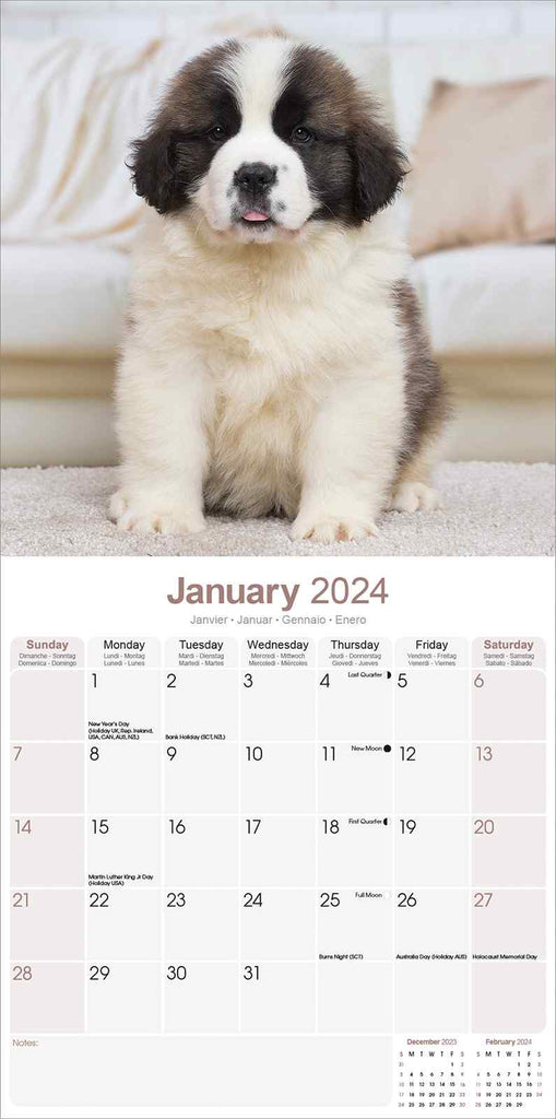 St Bernard Calendar 2024 by Avonside