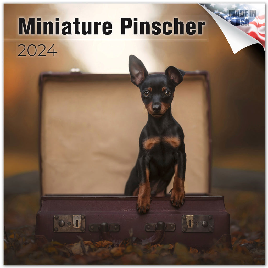 Miniature Pinscher Wall Calendar 2024