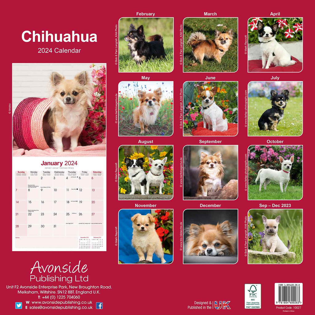 Chihuahua Calendar 2024 by Avonside
