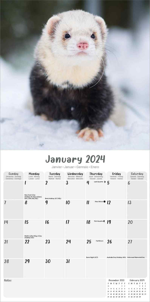 Ferrets Calendar 2024 by Avonside
