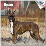 Boxer Wall Calendar 2024