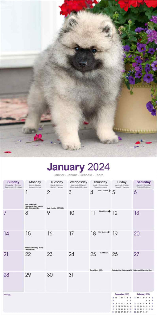 Keeshond Calendar 2024 by Avonside