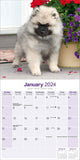 Keeshond Calendar 2024 by Avonside