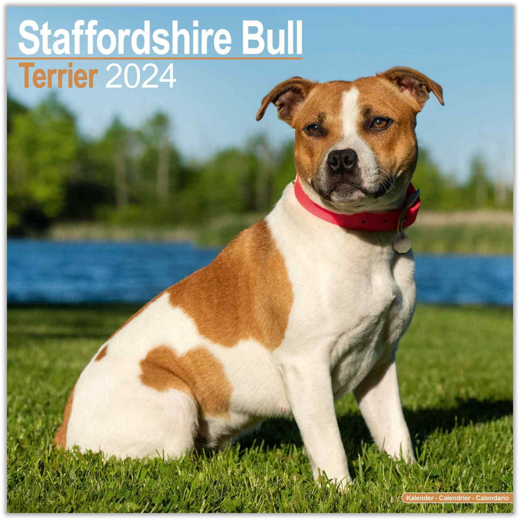 Staffordshire Bull Terrier Wall Calendar 2024 by Avonside