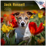 Jack Russell Wall Calendar 2024