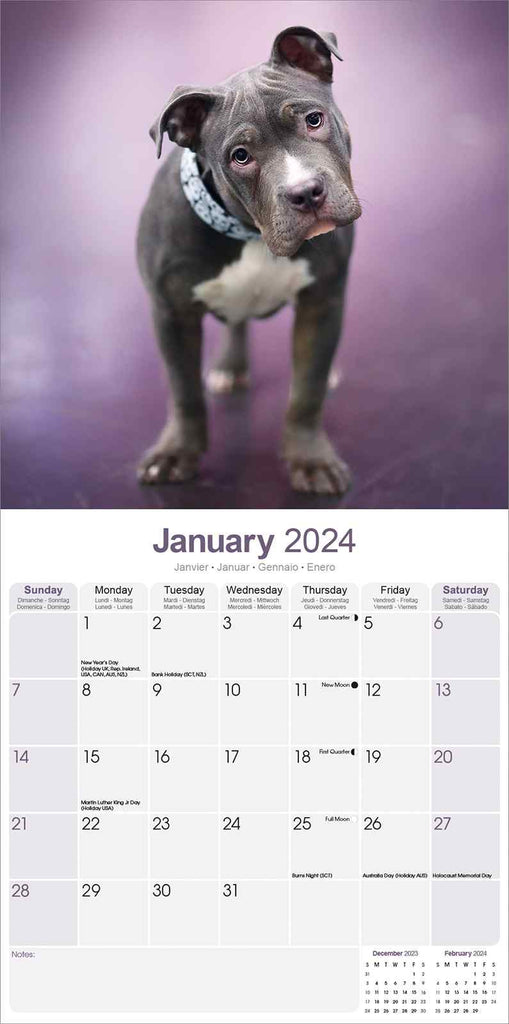 American Pit Bull Calendar 2024 by Avonside