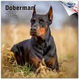 Doberman (US) Wall Calendar 2024