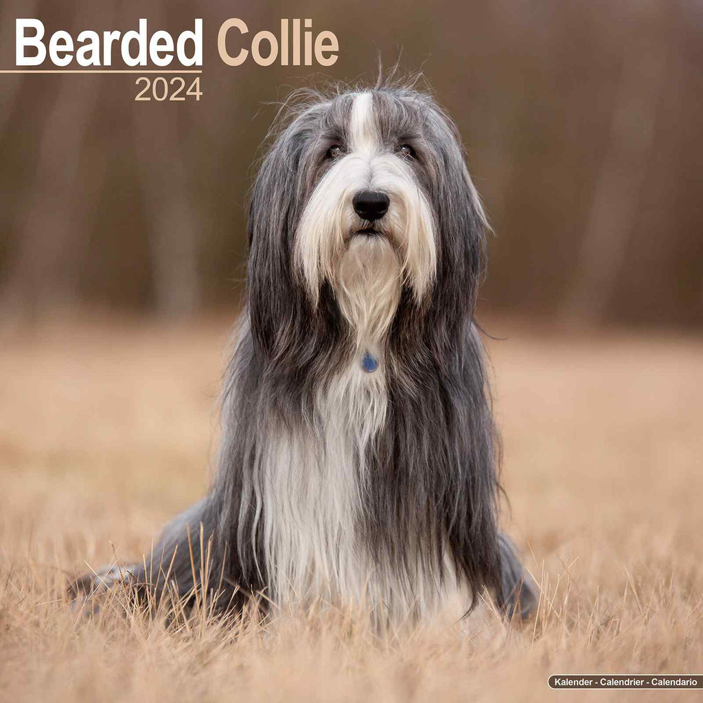 Bearded Collie Calendar 2024 by Avonside