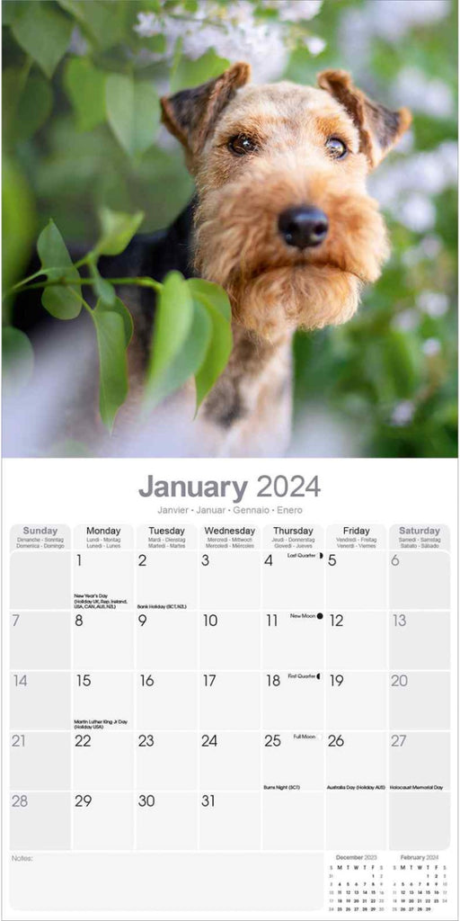 Welsh Terrier Wall Calendar 2024