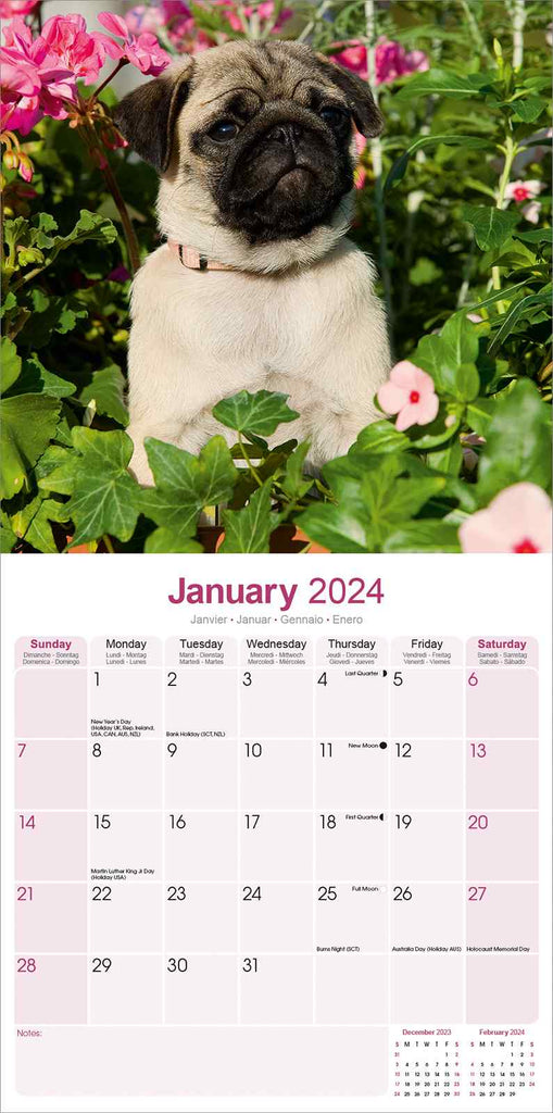 Pug Wall Calendar 2024 by Avonside