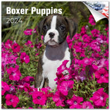 Boxer Puppies Wall Calendar 2024