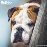 Bulldog Calendar 2024 by Avonside