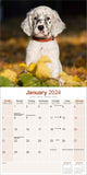 English Setter Calendar 2024 by Avonside