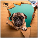 Pug Wall Calendar 2024