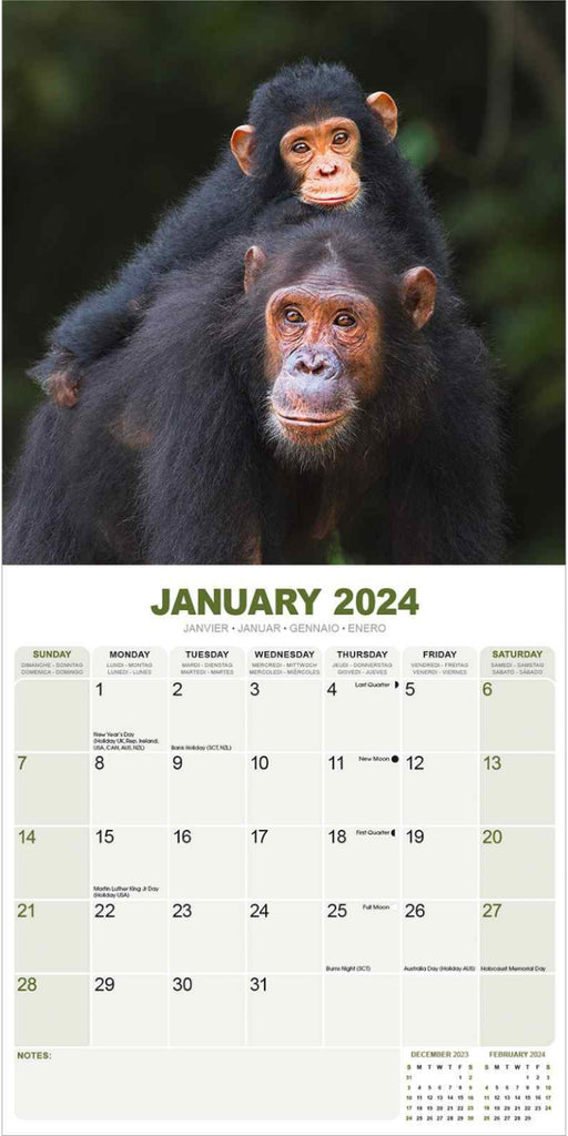 Apes Wall Calendar 2024