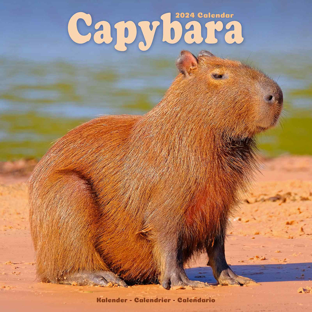 Capybara Calendar 2024 by Avonside