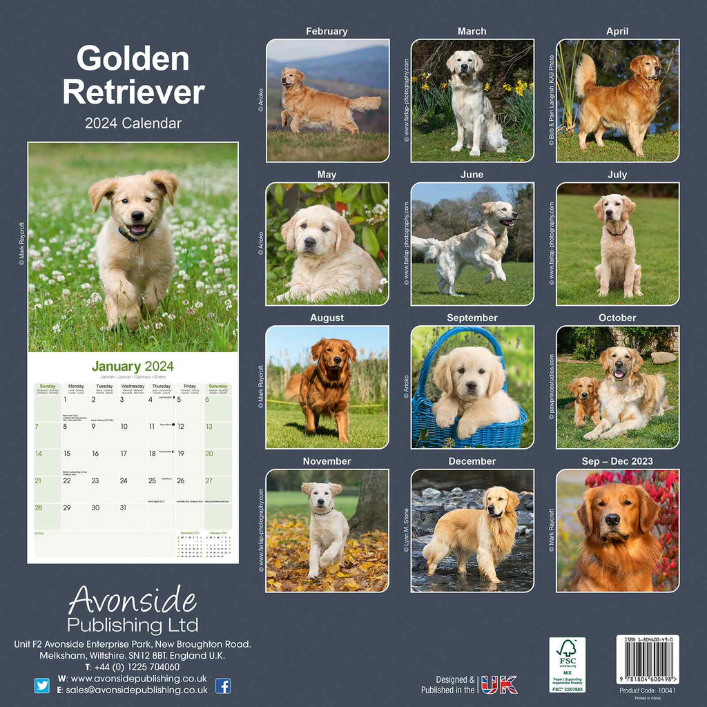 Golden Retriever Calendar 2024 by Avonside