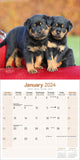 Rottweiler Calendar 2024 by Avonside