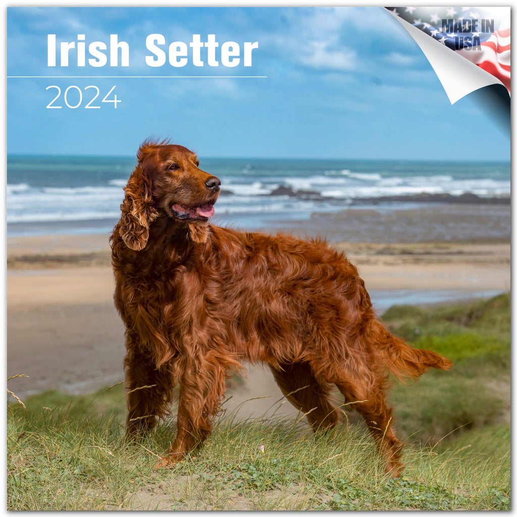 Irish Setter Wall Calendar 2024