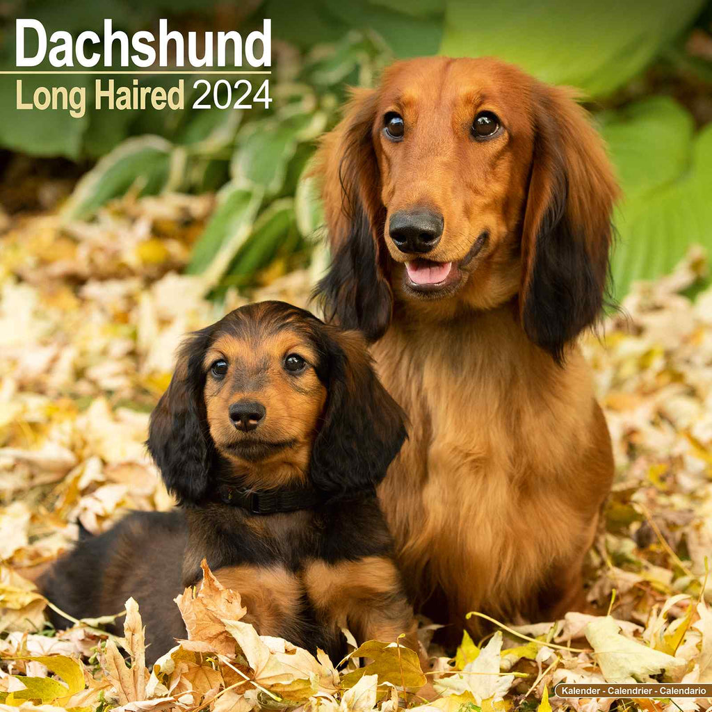 Dachshund Long Haired Calendar 2024 by Avonside