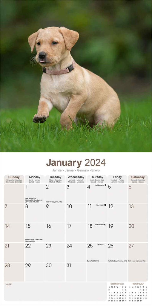 Yellow Labrador Puppies Calendar 2024 by Avonside
