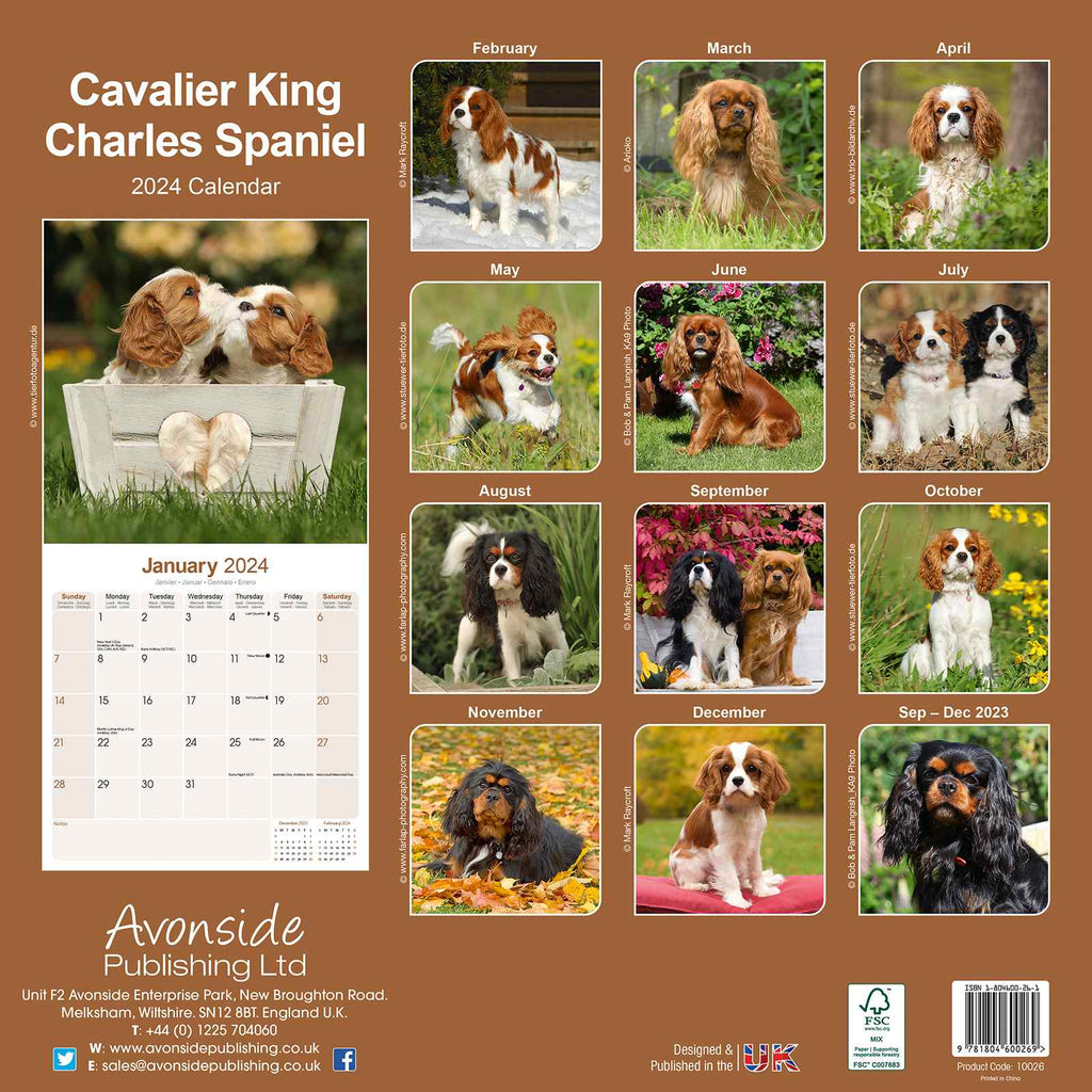 Cavalier King Charles Calendar 2024 by Avonside