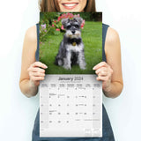 Schnauzer (Euro) Wall Calendar 2024