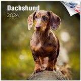 Dachshund Wall Calendar 2024