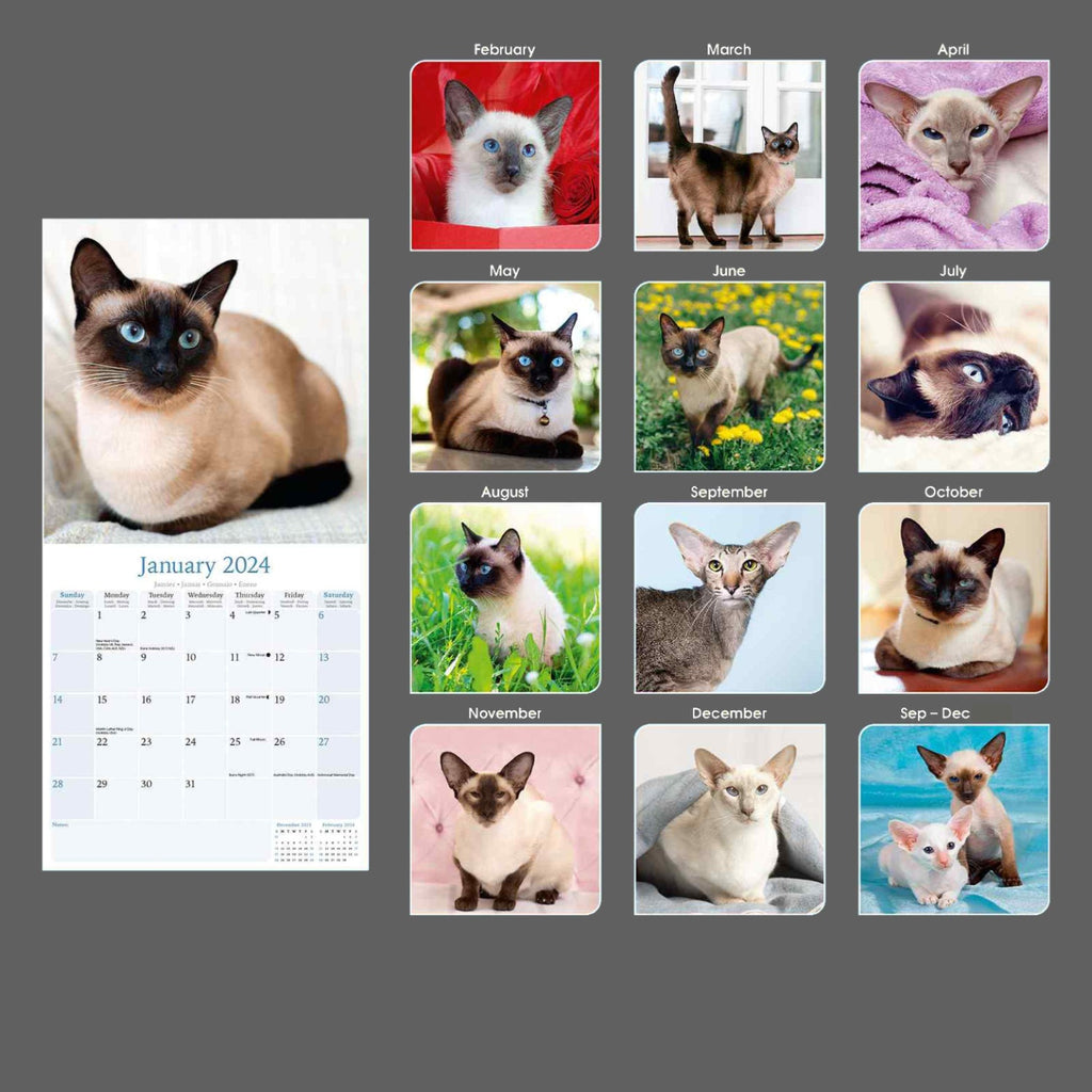 Cats - Siamese Wall Calendar 2024