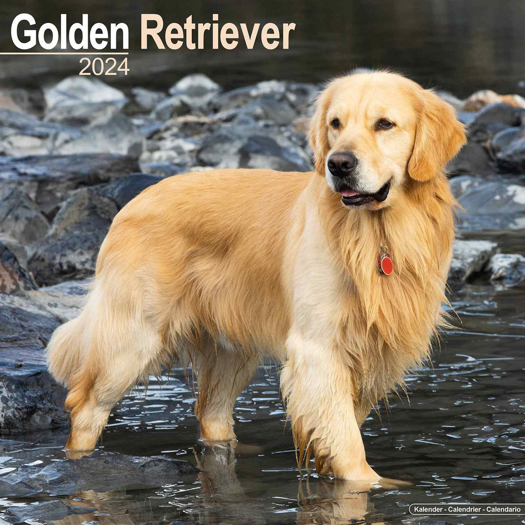 Golden Retriever Calendar 2024 by Avonside