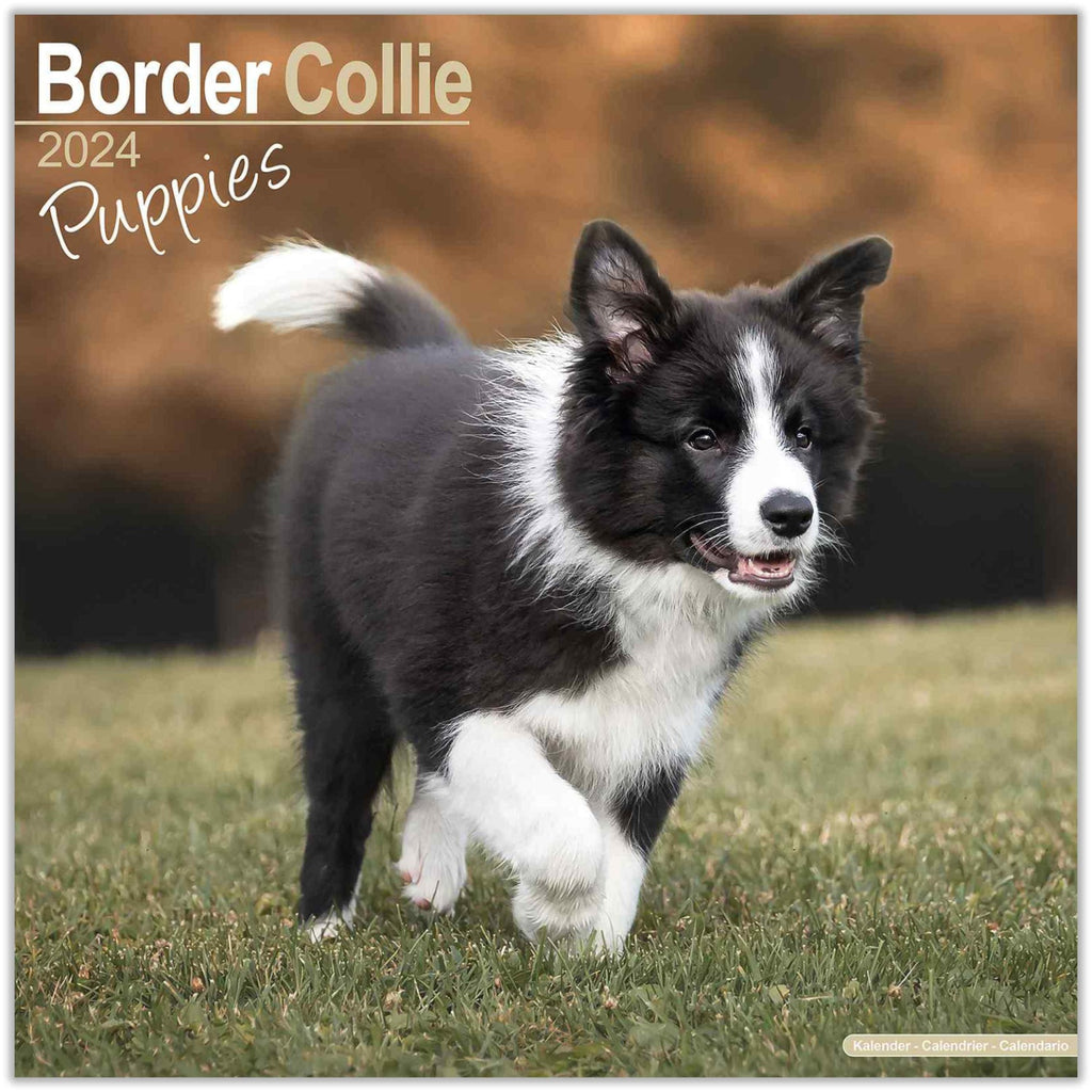 Border Collie Puppies Wall Calendar 2024