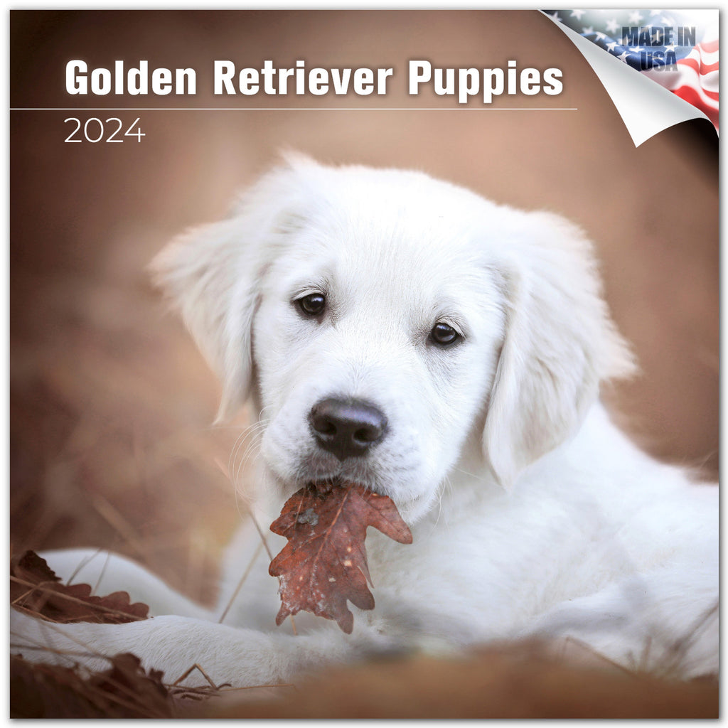 Golden Retriever Puppies Wall Calendar 2024