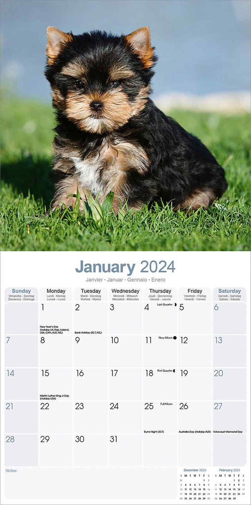 Yorkshire Terrier Puppies Calendar 2024 by Avonside