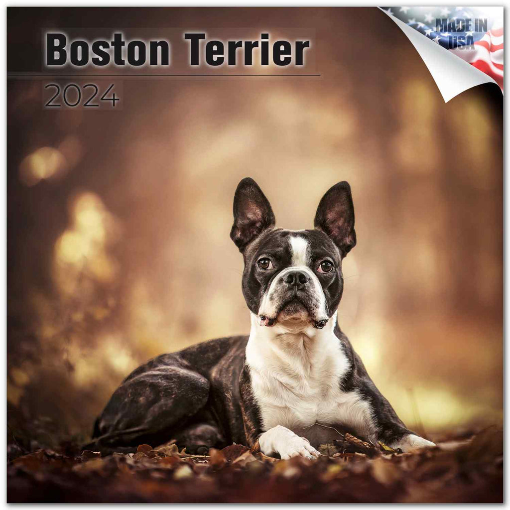 Boston Terrier Wall Calendar 2024
