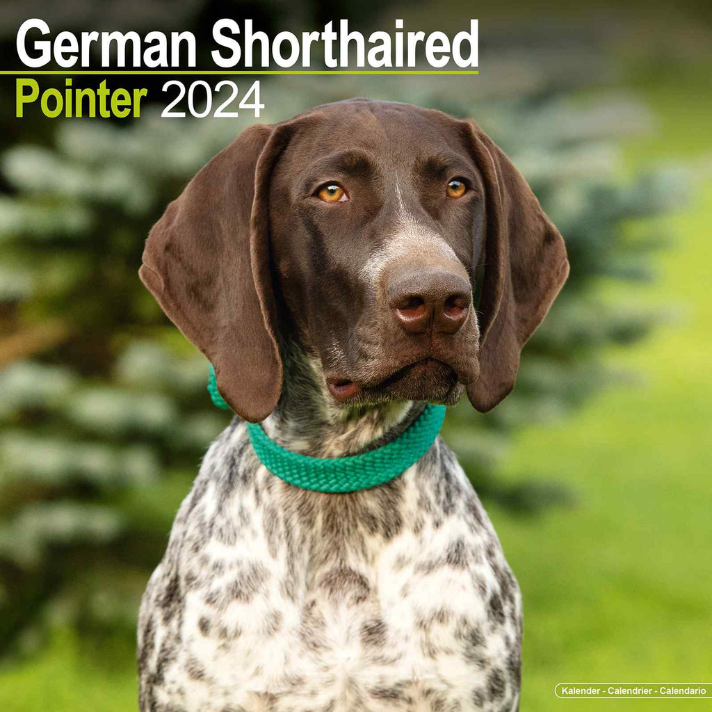 German Shorthair Pointer Wall Calendar 2024 by Avonside