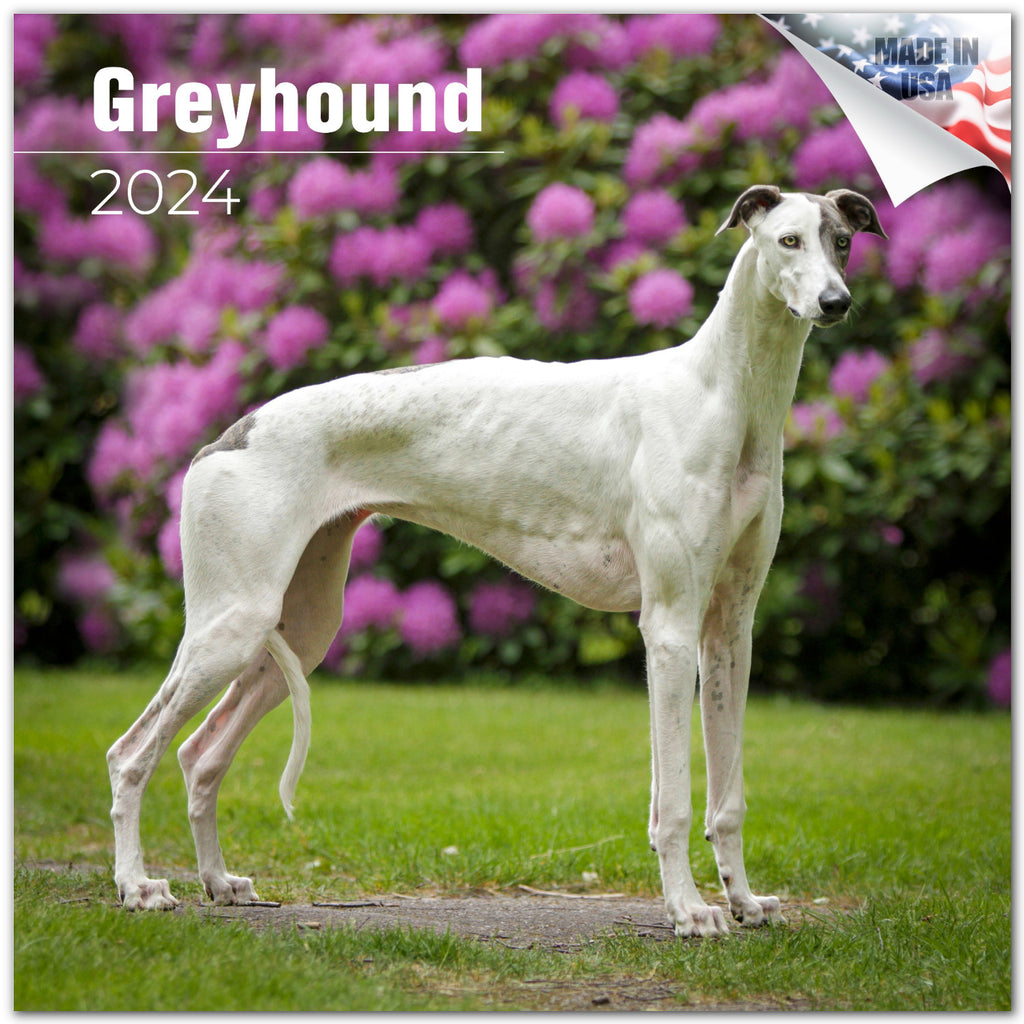 Greyhound Wall Calendar 2024