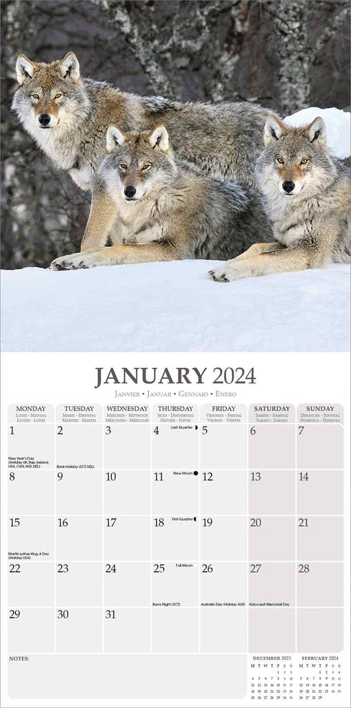 Wolves Calendar 2024 by Avonside
