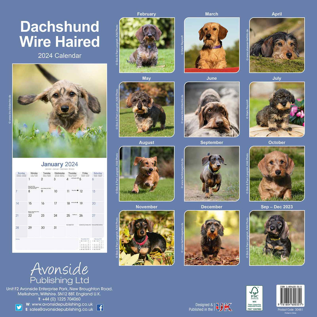 Dachshund - Wirehaired Calendar 2024 by Avonside