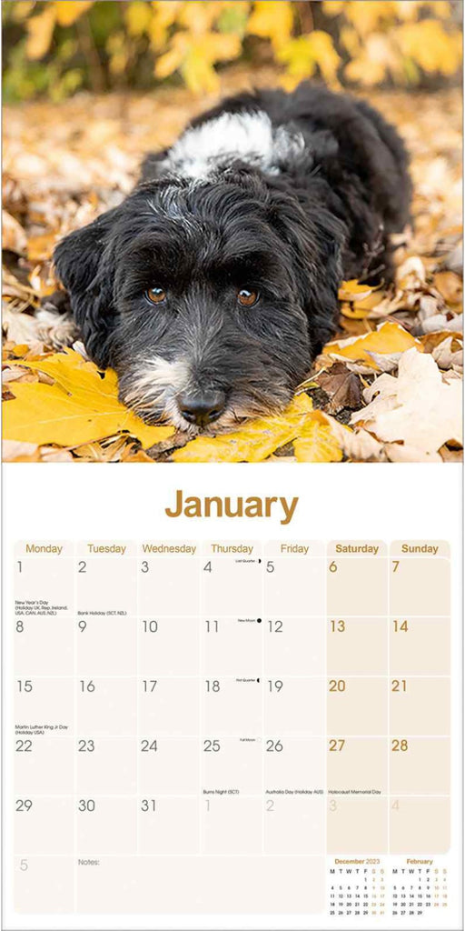 Tibetan Terrier Wall Calendar 2024