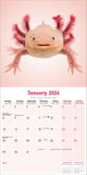 Axolotls Calendar 2024 by Avonside