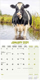 Cows Wall Calendar 2024