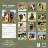 Bull Mastiff Wall Calendar 2024 by Avonside