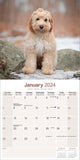 Cockapoo Calendar 2024 by Avonside