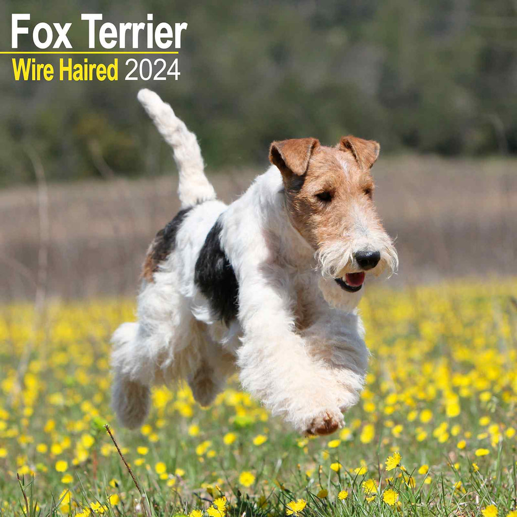 Fox Terrier Wire Haired Calendar 2024 by Avonside