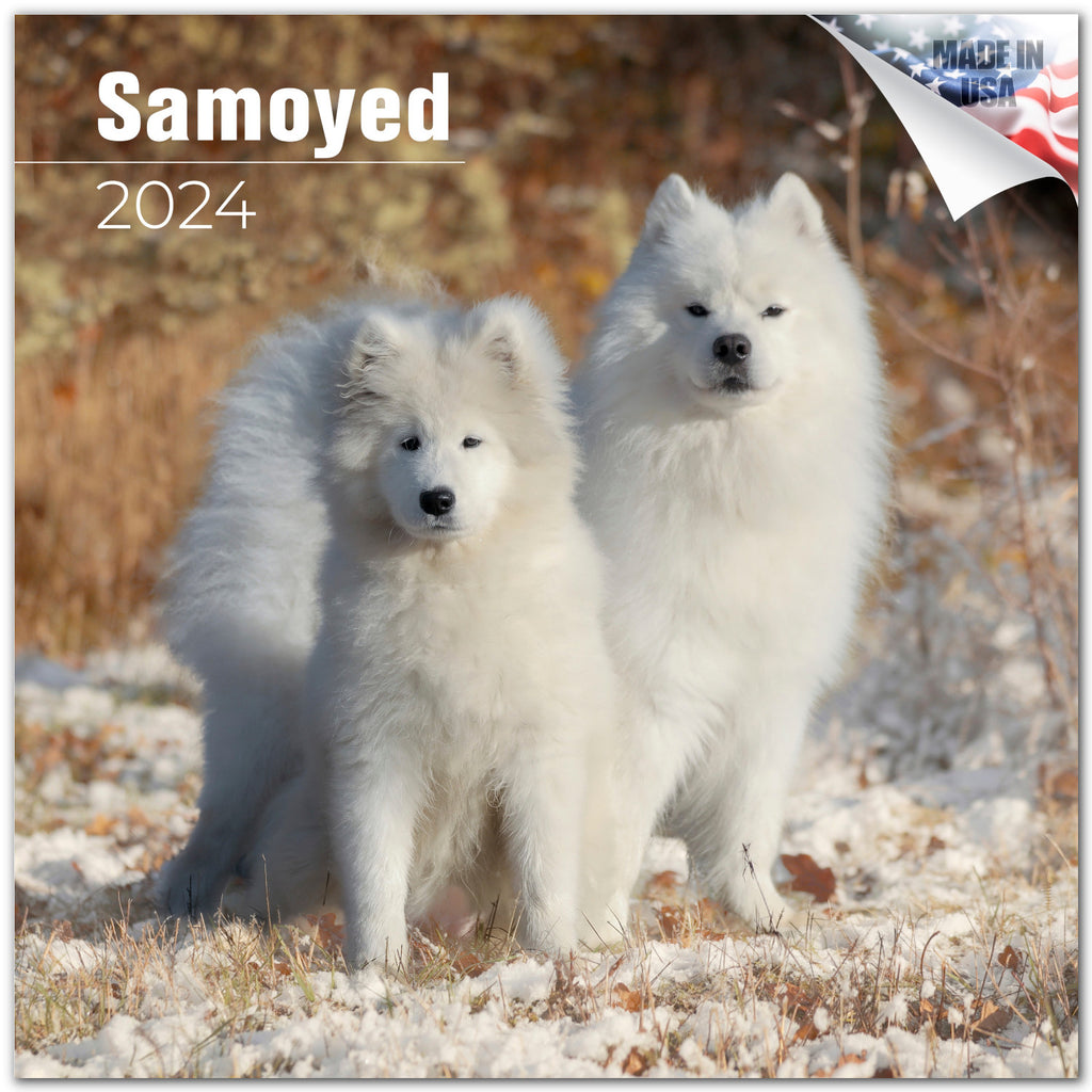Samoyed Wall Calendar 2024