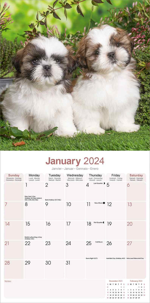 Shih Tzu Calendar 2024 by Avonside