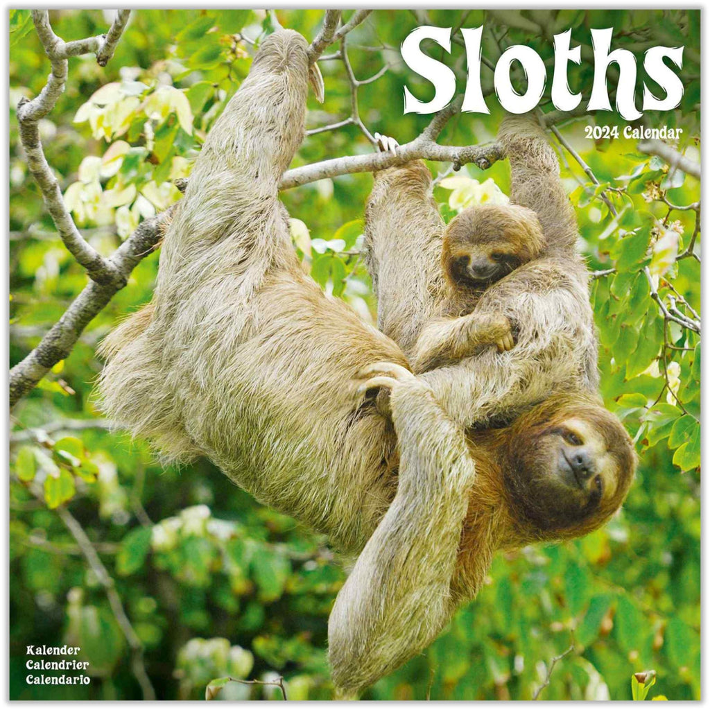 Sloths Wall Calendar 2024