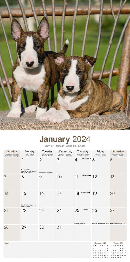 Bull Terrier Calendar 2024 by Avonside